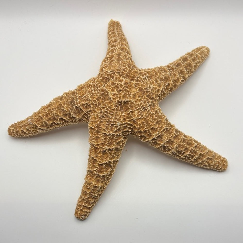 Natural 11" Dried Starfish – Coastal Decor, Nautical Accent, Beachy Gift Idea